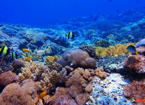 シュノーケリング