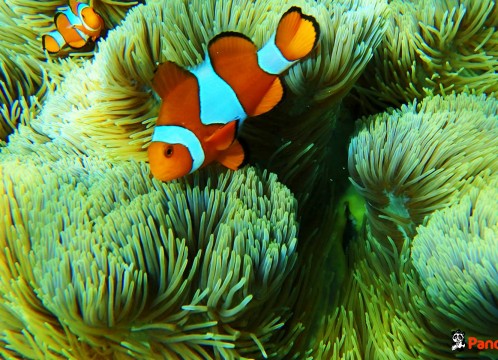 シュノーケリング_03