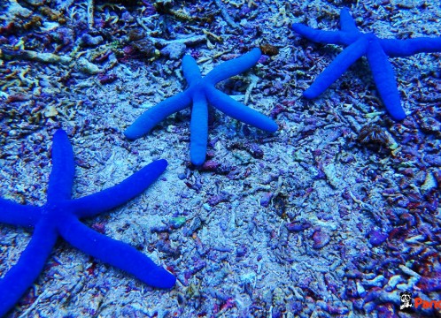 シュノーケリング_04