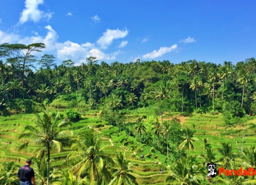 テガララン棚田