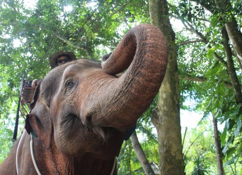 象乗りトレッキング