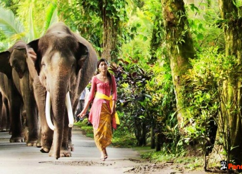 エレファントライド_10