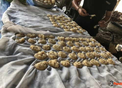 ココナッツファーム