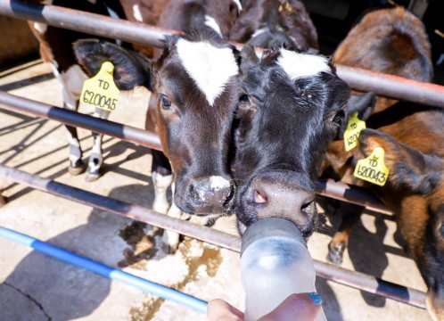 タイ・デンマークファーム