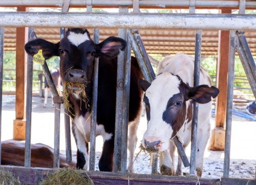 タイ・デンマークファーム