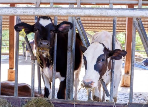 タイ・デンマークファーム体験ツアー