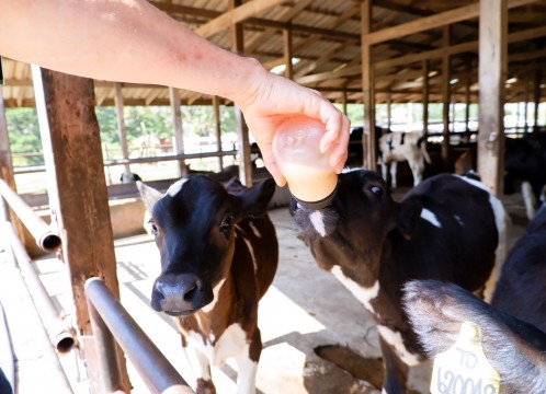 タイ・デンマークファーム