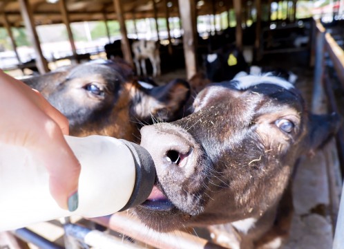 タイ・デンマークファーム