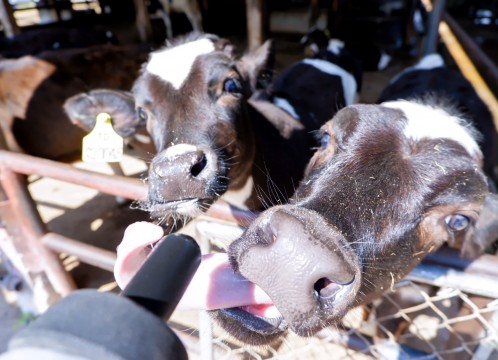 タイ・デンマークファーム