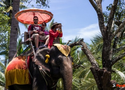 本格的な象乗り体験