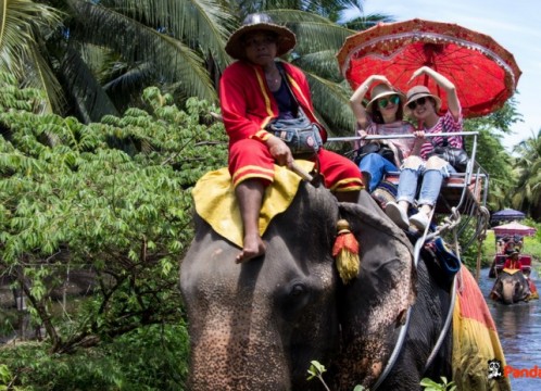 本格的な象乗り体験