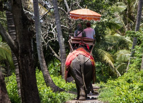 象乗り付きプラン
