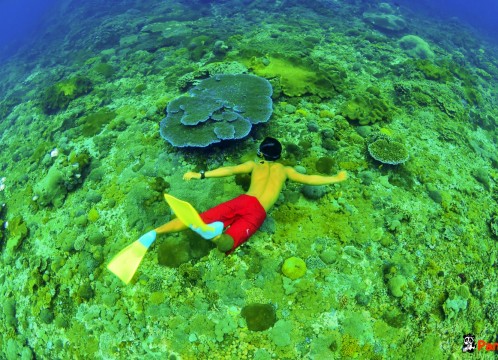 リーフクルーズ _08