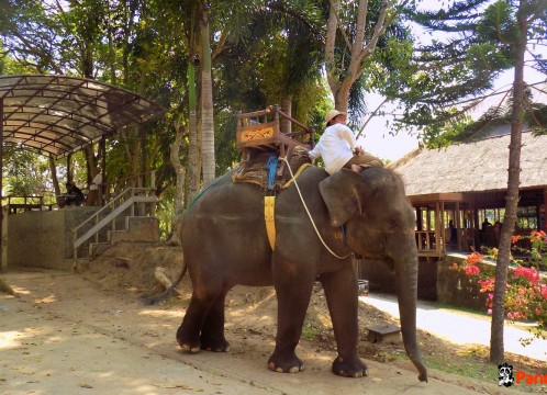 エレファントサファリ_04