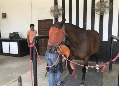 タイ・ポロ＆エクエストリアン