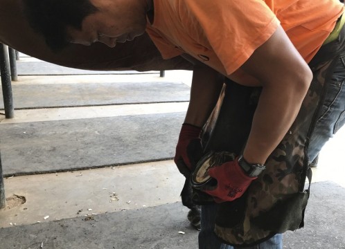 タイ・ポロ＆エクエストリアン