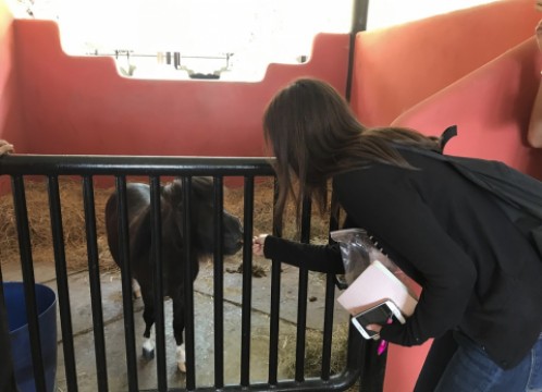 タイ・ポロ＆エクエストリアン