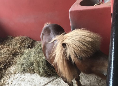 タイ・ポロ＆エクエストリアン