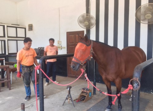 タイ・ポロ＆エクエストリアン