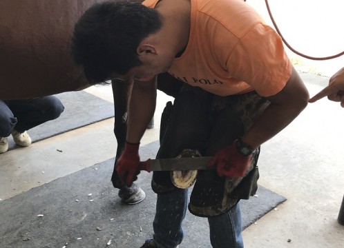 タイ・ポロ＆エクエストリアン