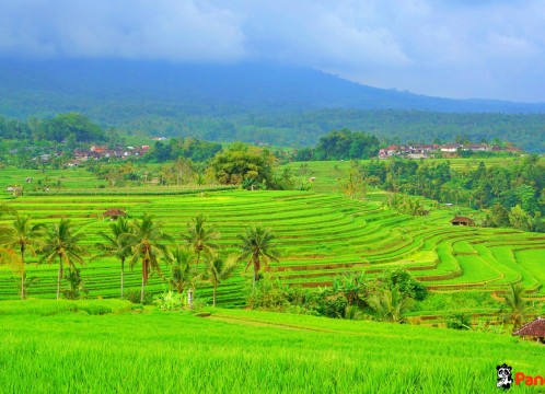 ジャティルイ棚田