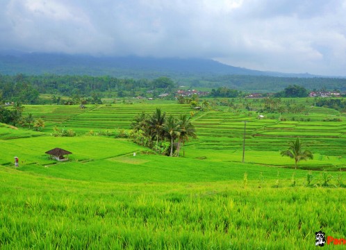ジャティルイ棚田
