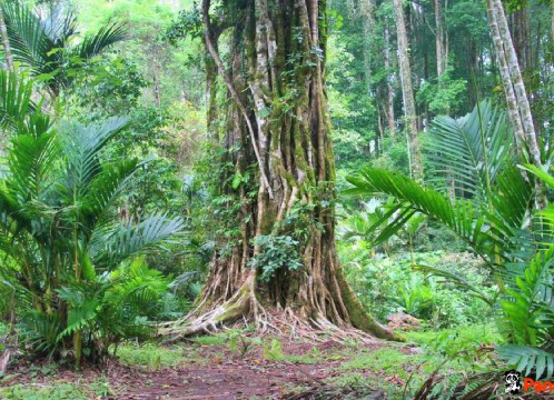 クブンラヤ植物園