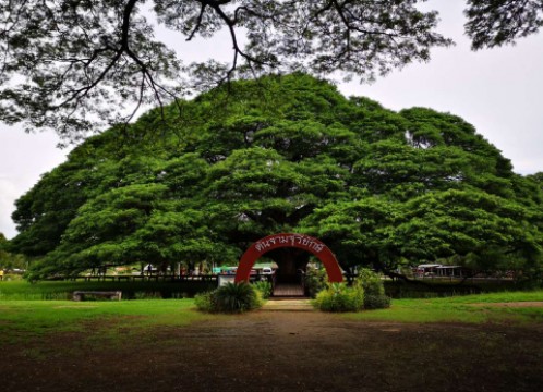 モンキーポッドツリー