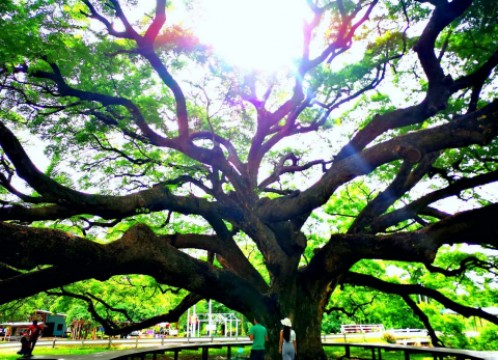 モンキーポッドツリー