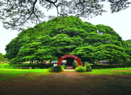 モンキーポッドツリー