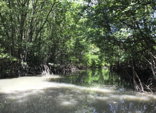 カンザー国立公園でマングローブ林クルーズ