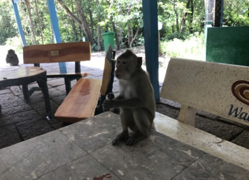 カンザー国立公園でマングローブ林クルーズ