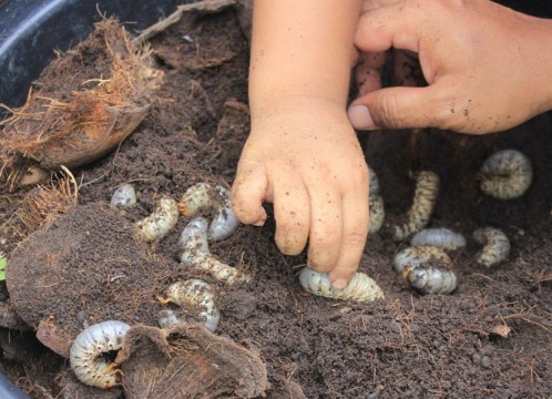 自然学習ファーム