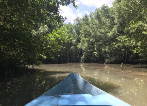 【ホーチミン】カンザー国立公園でマングローブ林クルーズ観光ツアー + ワニ釣り（餌やり）見学