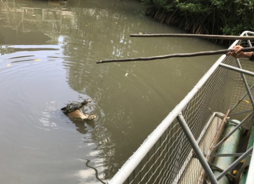 カンザーマングローブ