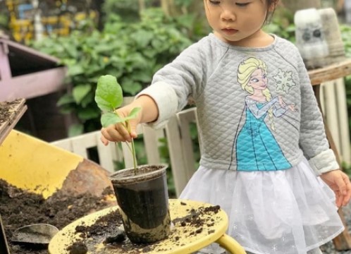 コーヒーマグに木を植える体験