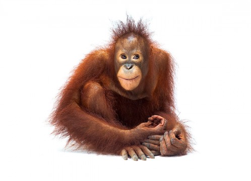 オランウータン