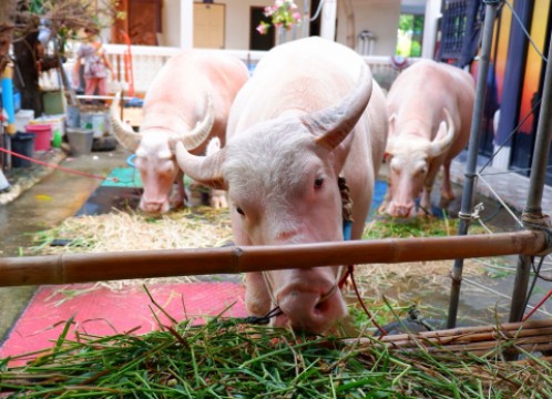 ワットサマンラタナラム