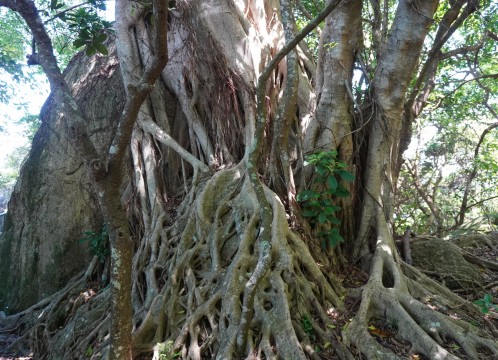 観光イメージ：長洲内