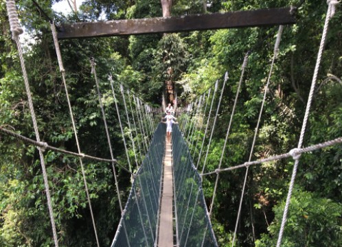 キャノピーウォーク