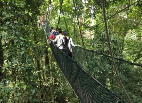 キャノピーウォーク