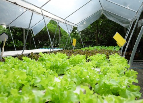 オーガ ニック野菜