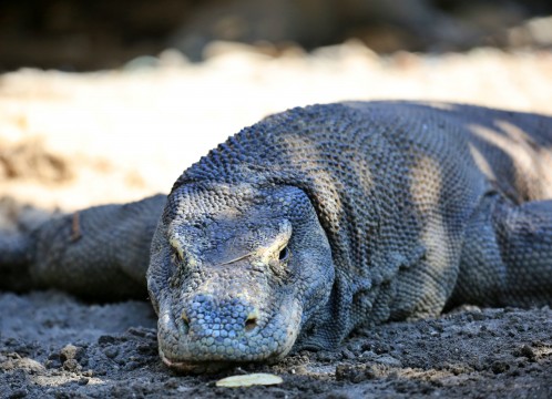 コモドドラゴン