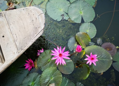 レッドロータス水上マーケット