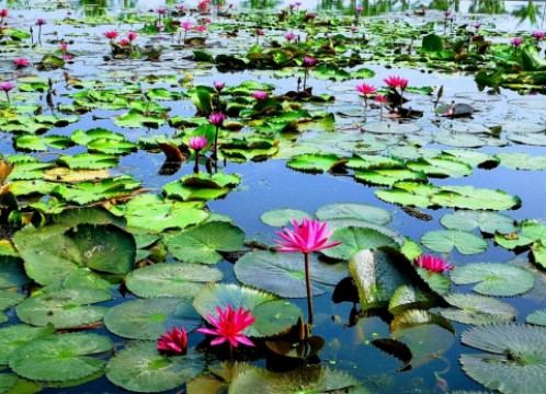 レッドロータス水上マーケット