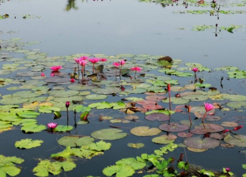 レッドロータス水上マーケット