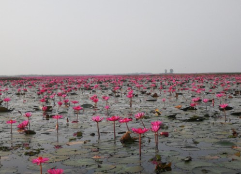 タレーブアデーン（赤い睡蓮の海）