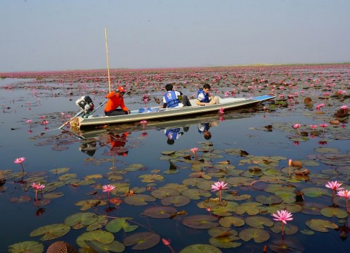 タレーブアデーン（赤い睡蓮の海）