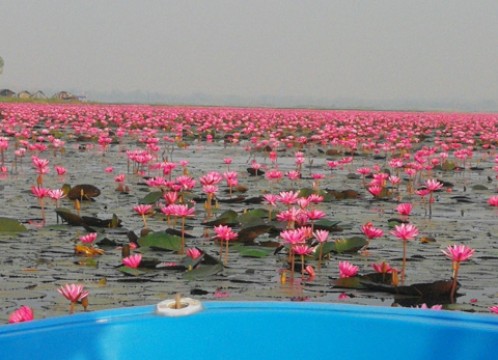 タレーブアデーン（赤い睡蓮の海）