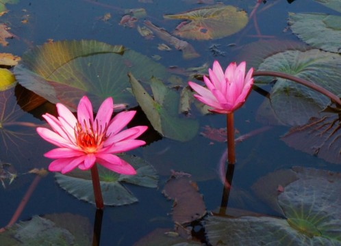 タレーブアデーン（赤い睡蓮の海）